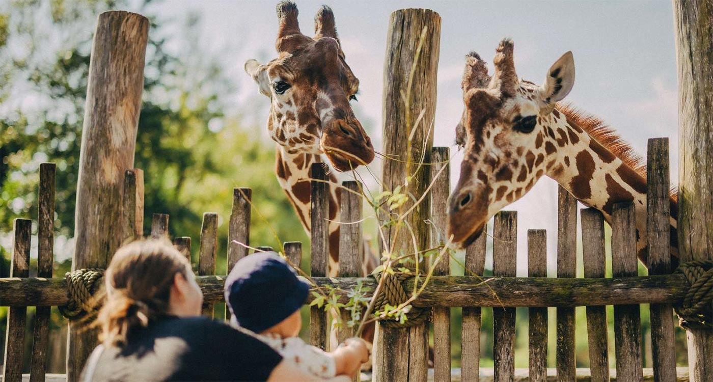 Giraffodring i Odense ZOO