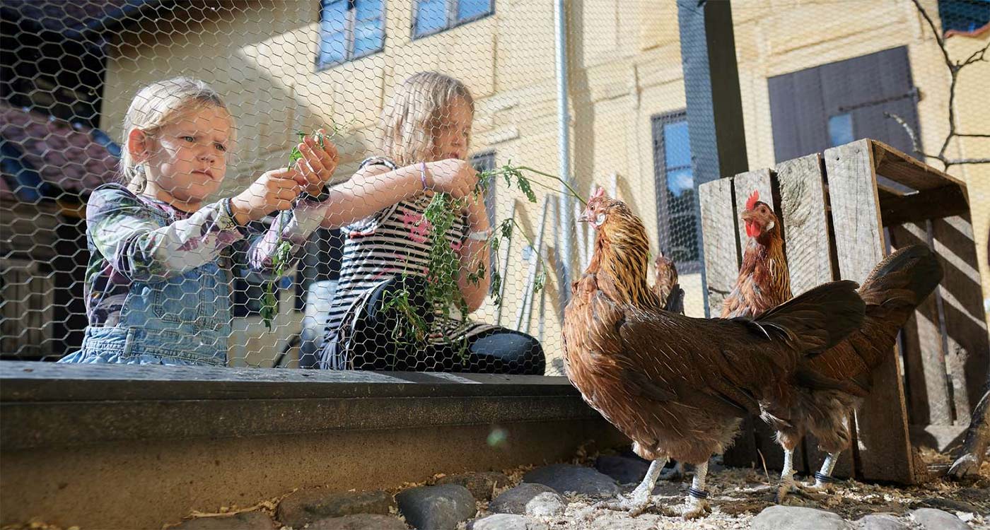Børnenes baggård med høns