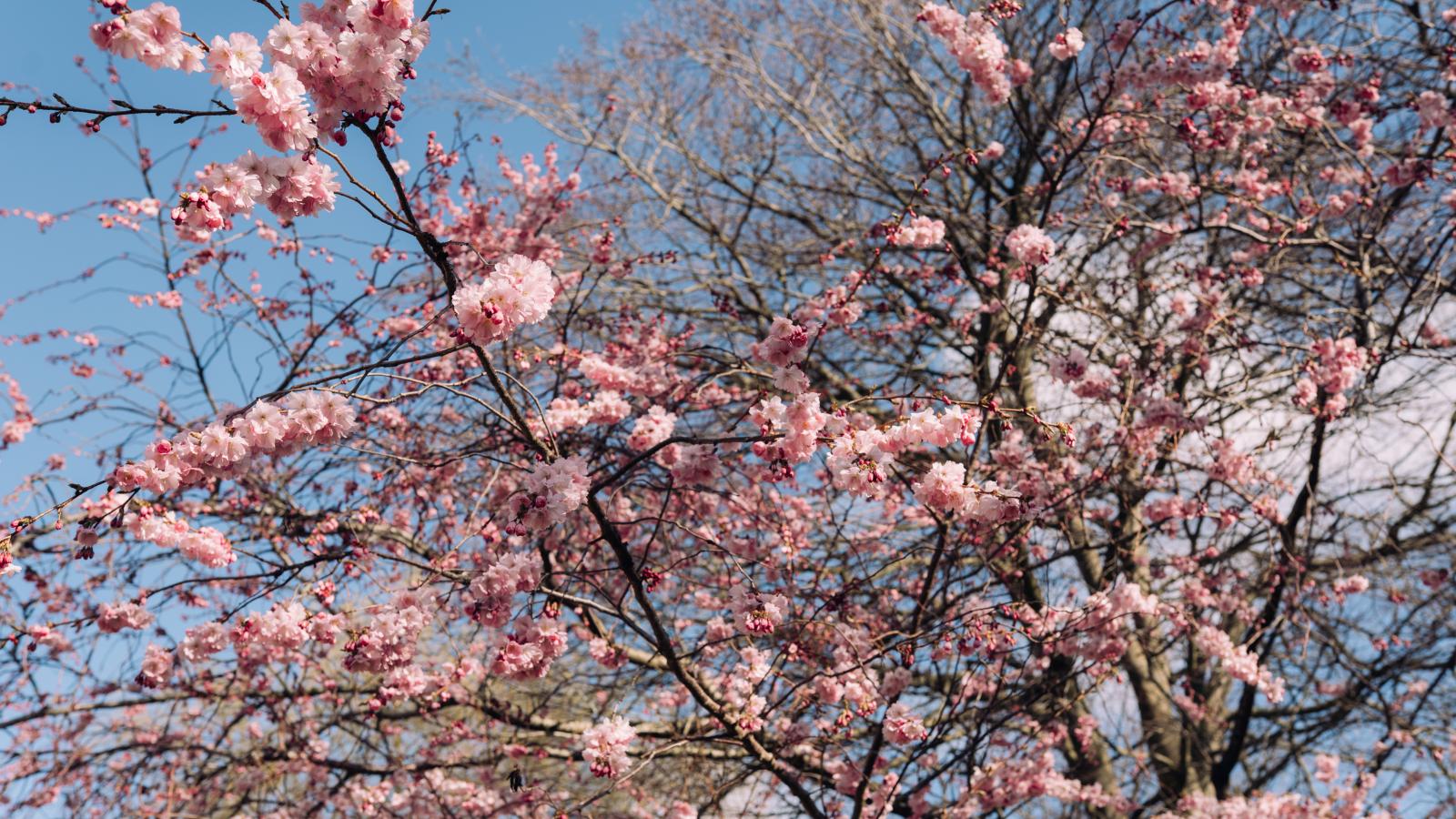 Kirsebærblomster forår