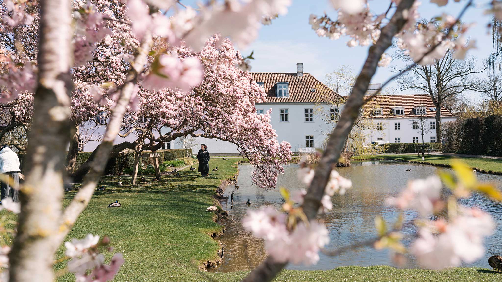 Blomstrende træer i Kongen Have