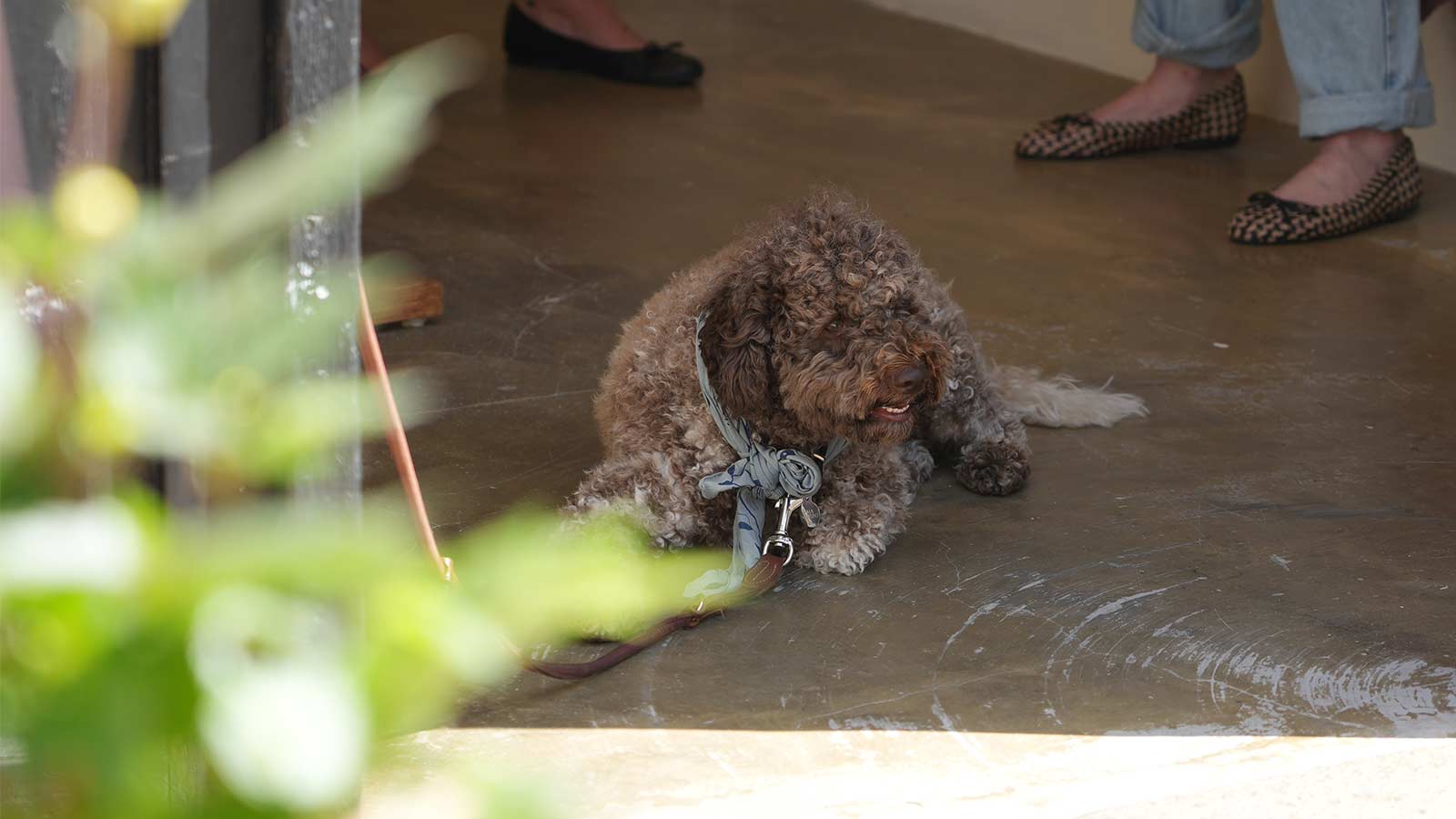 Lille hund med på shopping. 