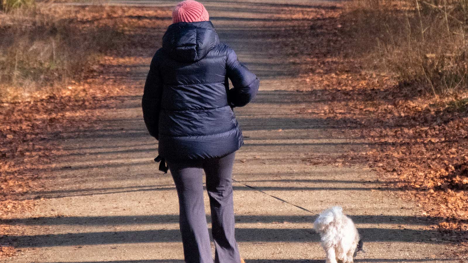 Hund på gåtur i skoven, en efterårsdag i Odense.