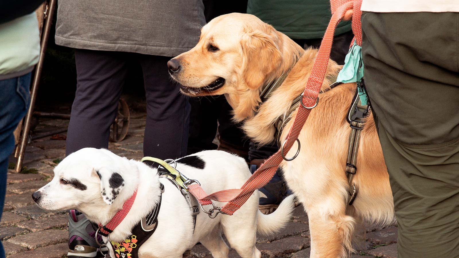 Hunde i snor i Odenses gader.