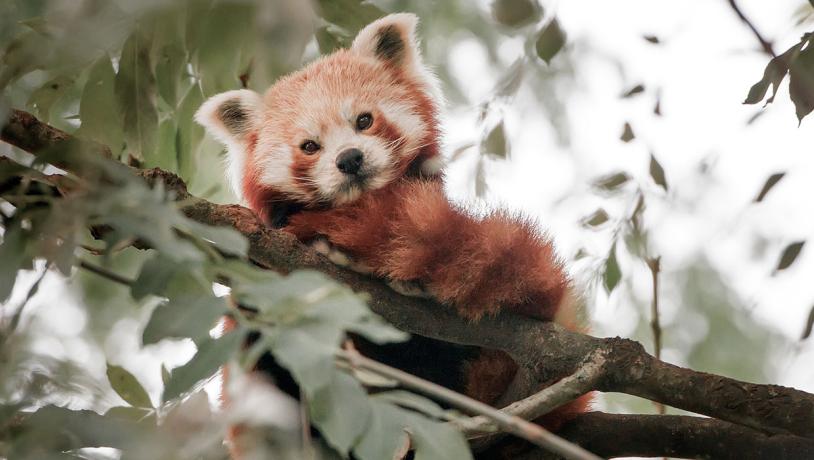 Red Panda at Odense ZOO