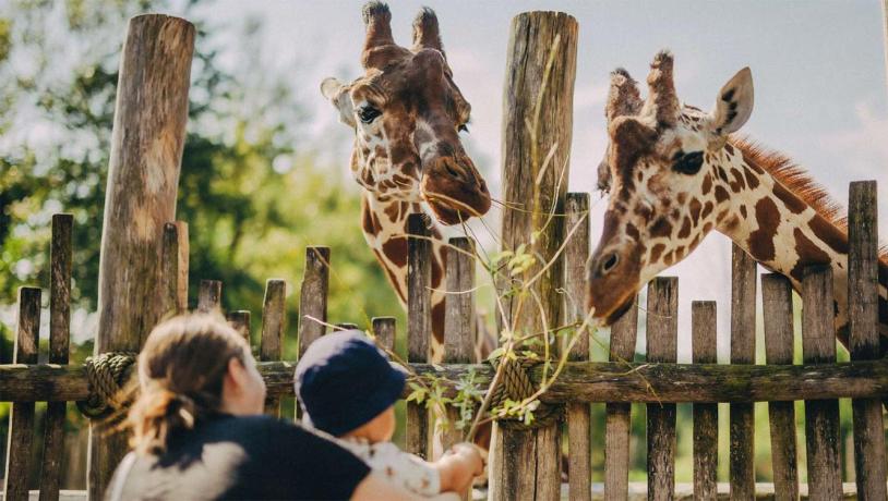 Giraffodring i Odense ZOO