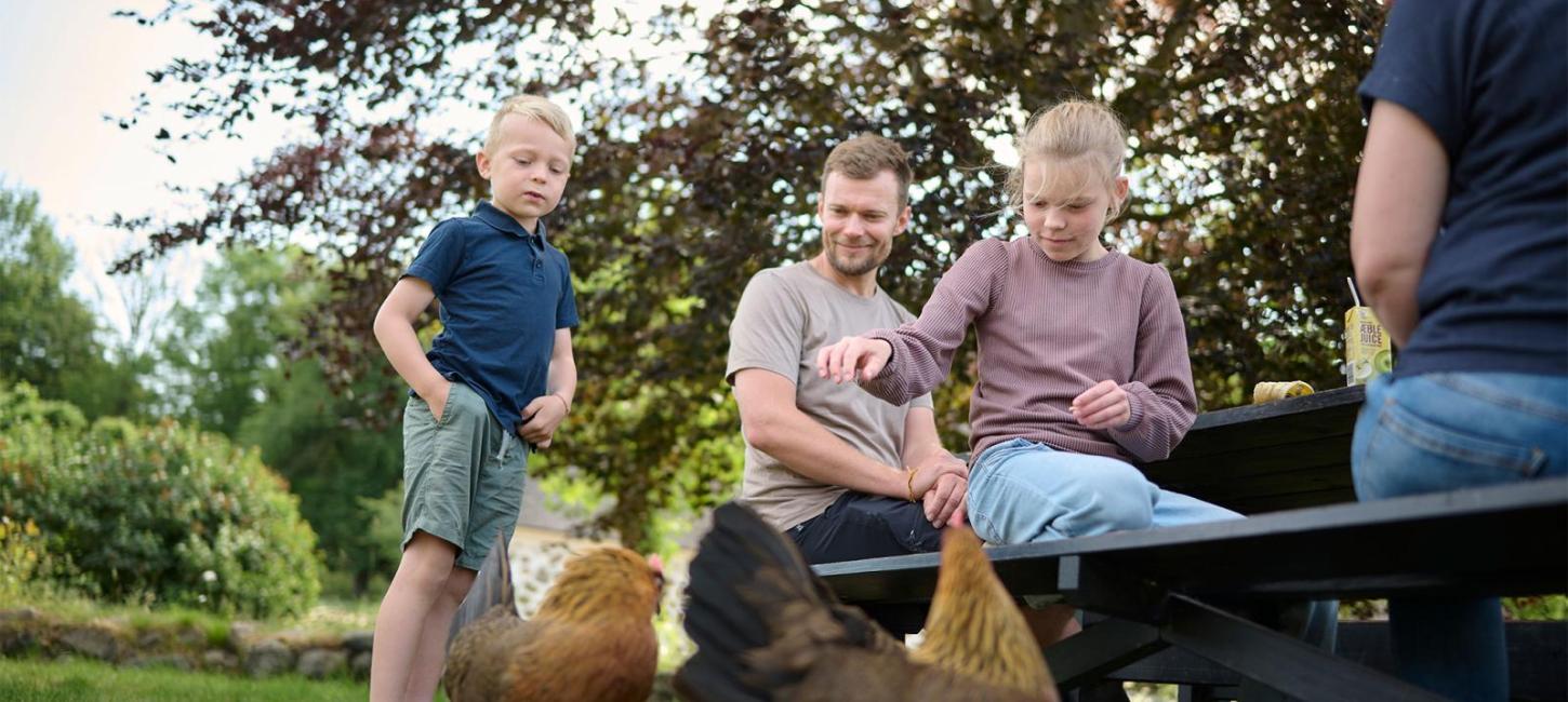 Familie i Den fynske landsby med høns