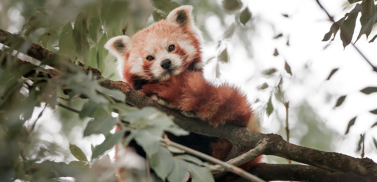 Red Panda at Odense ZOO