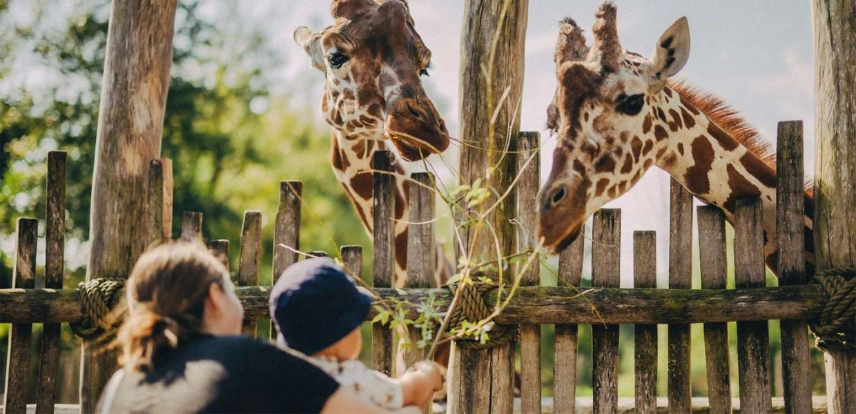 Giraffodring i Odense ZOO