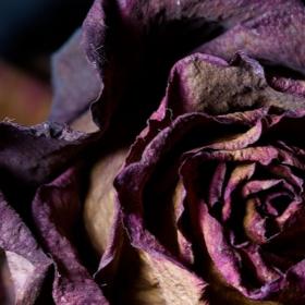 Erindringsblomster