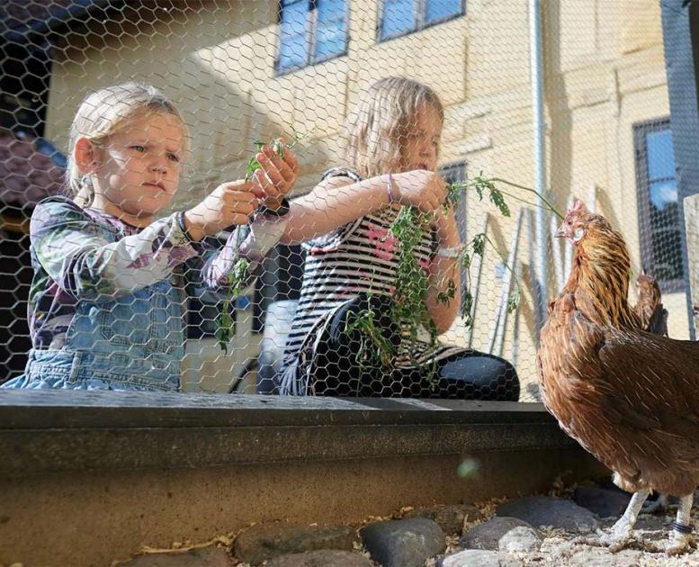 Børnenes baggård med høns