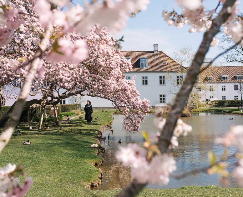 Blomstrende træer i Kongen Have